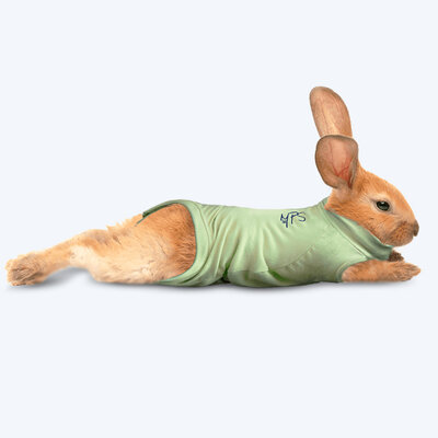 MPS Shirt Rabbit 3